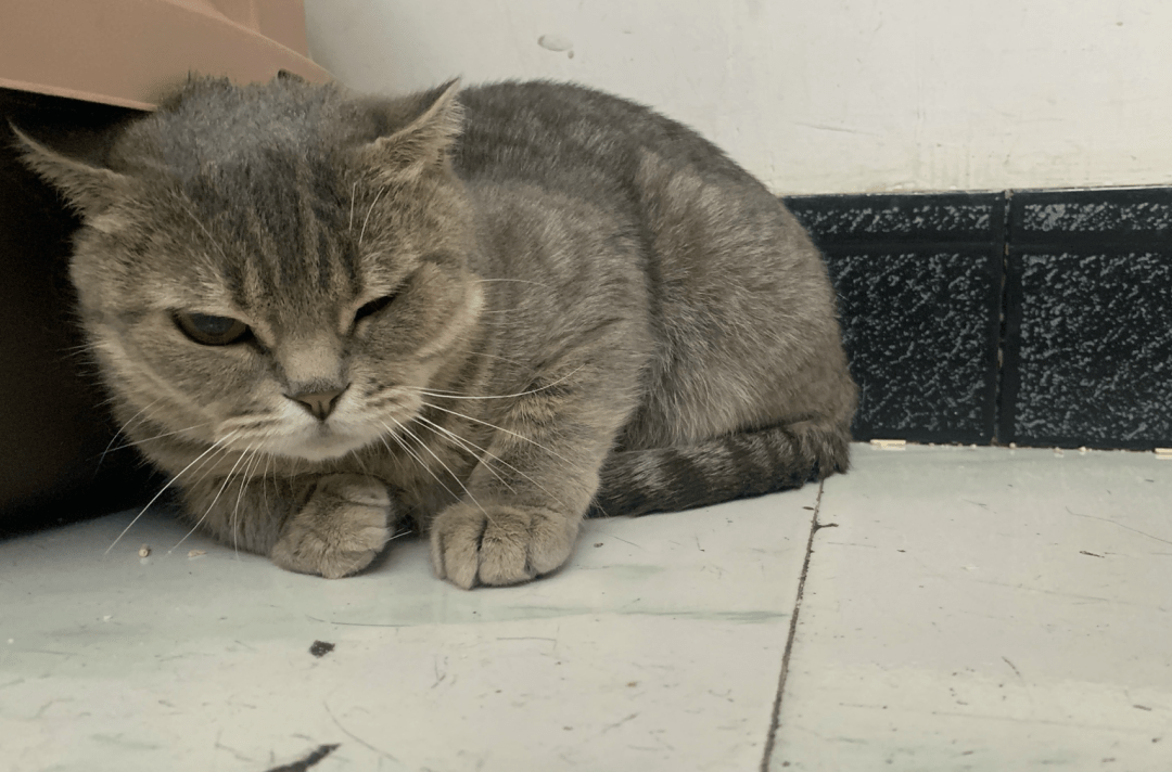 澳門一碼一肖一待一中四不像，探索與解析，澳門一碼一肖一待一中四不像，深度解析與探索