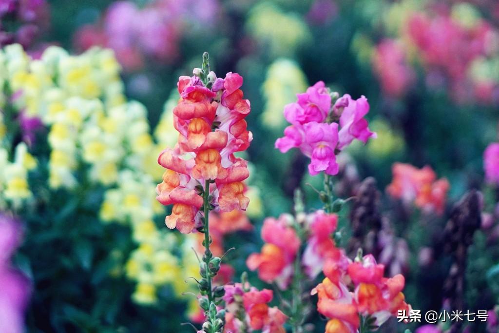 廈門(mén)旅游必去十大景點(diǎn)推薦——免費(fèi)暢游廈門(mén)美景，廈門(mén)旅游必去十大景點(diǎn)推薦，免費(fèi)暢游廈門(mén)美景之旅